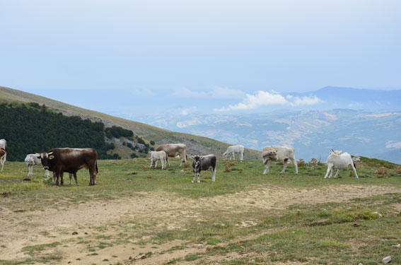 ...il "Campeggio"...